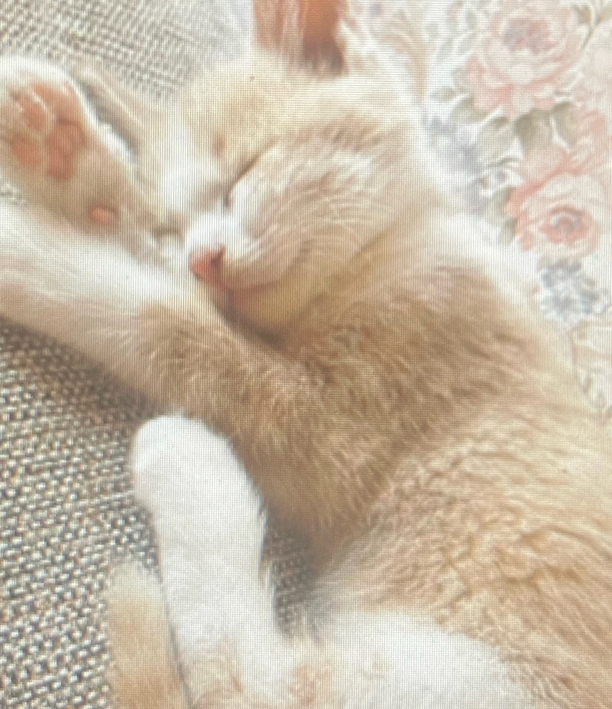 GIF hochgeladen von Acar