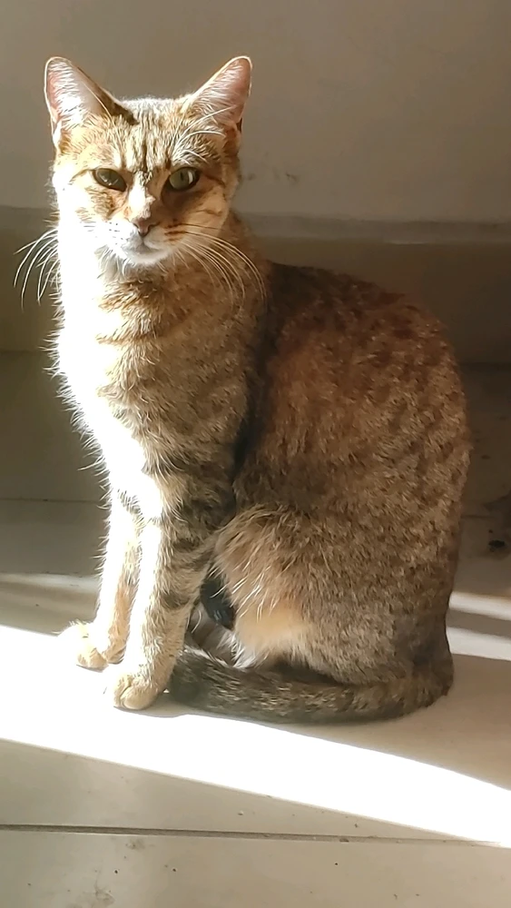 Image uploaded by ❤ Sophia aka Mango Mami ❤️