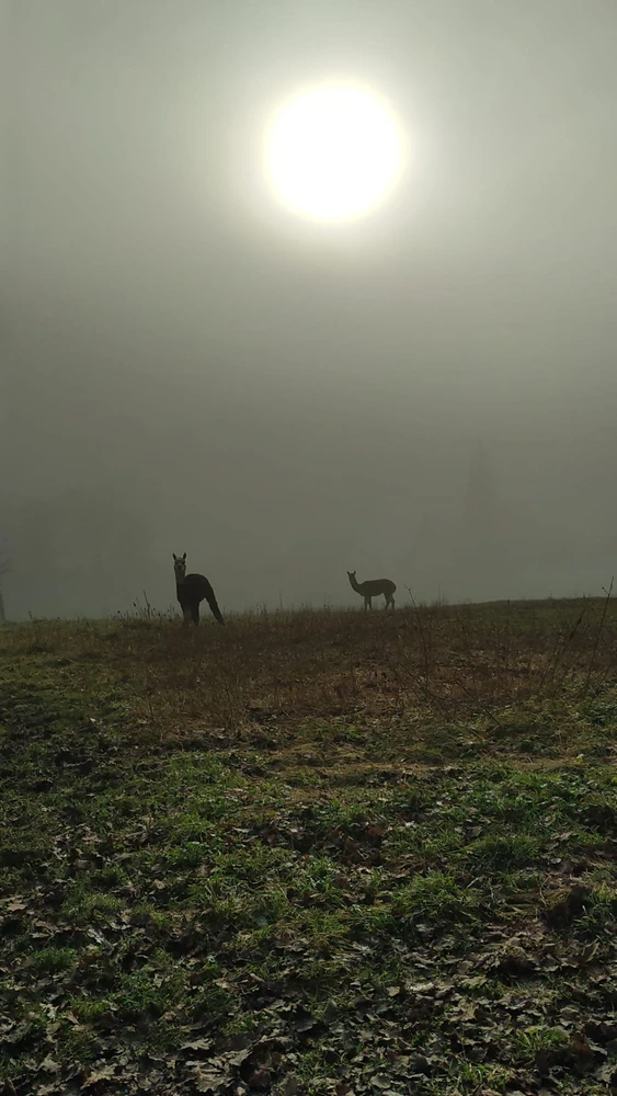 GIF uploaded by 🌙✨ℳℯ𝓁𝒶𝓃𝒾𝓆𝓊ℯ✨🌙