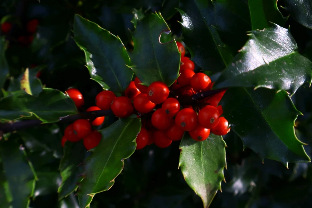 Image uploaded by Jonathan