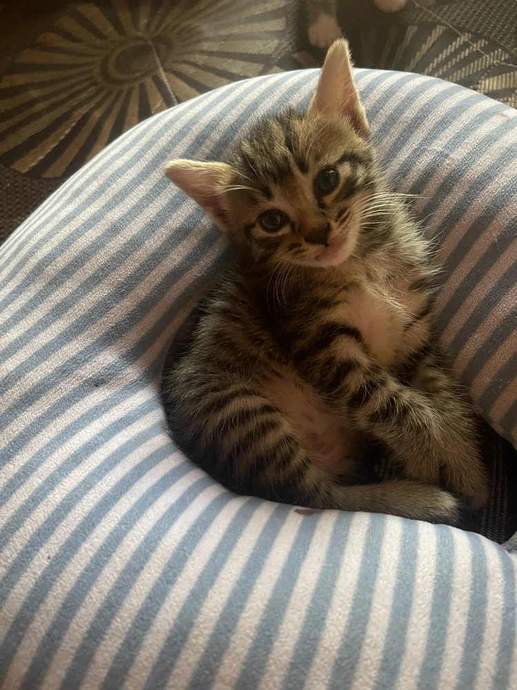 GIF uploaded by Adis