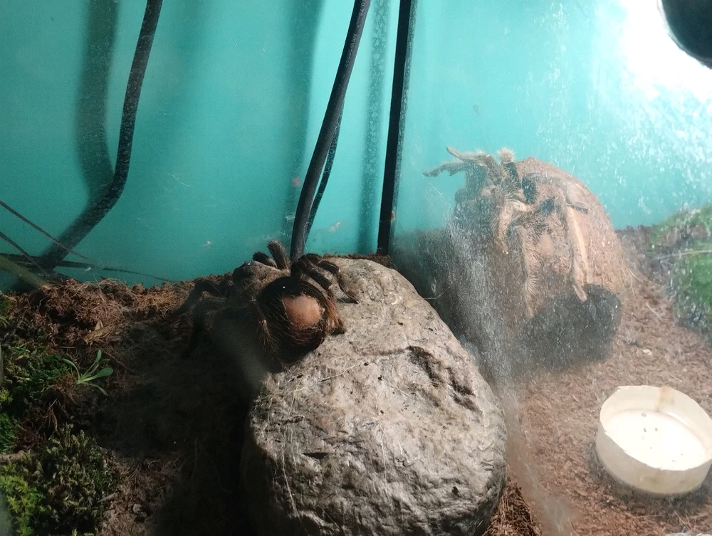 Зображення завантажив Ole