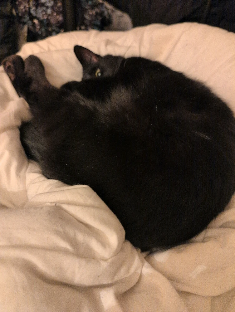 GIF uploaded by Sophie