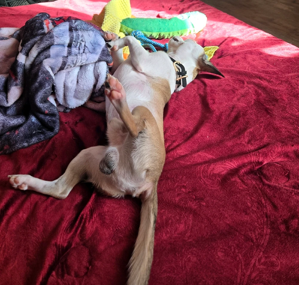 GIF uploaded by gabriella