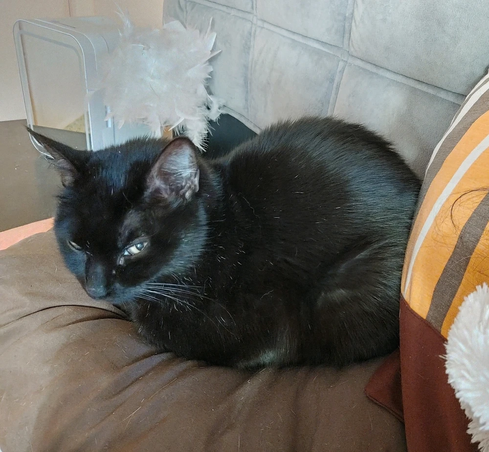 GIF uploaded by ❤ Sophia aka Mango Mami ❤️