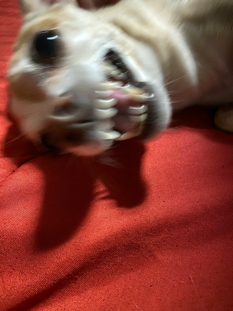 Image uploaded by JJ