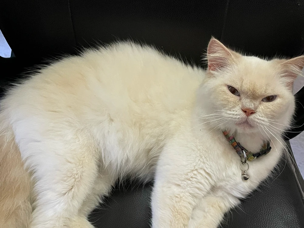 GIF uploaded by H Singh