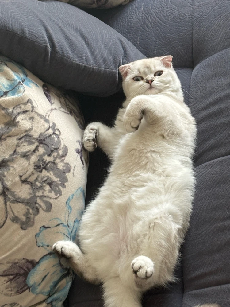 GIF diunggah dening Rayan