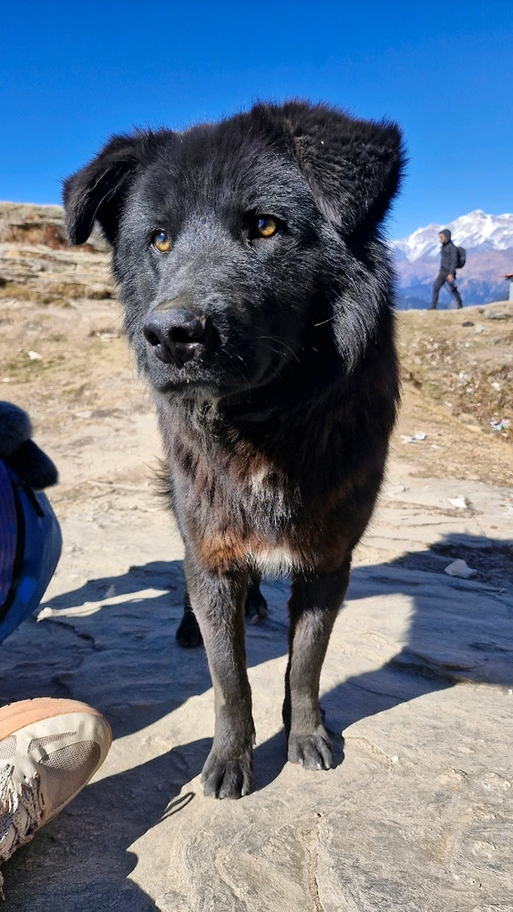 Image uploaded by Shreyansh