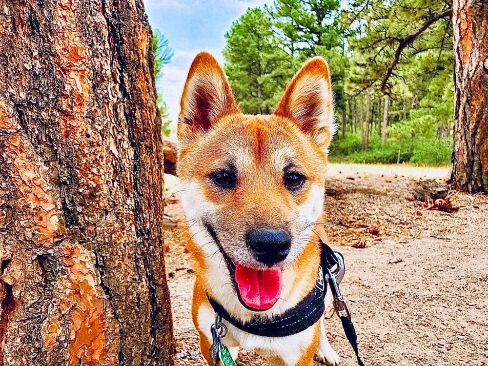 GIF uploaded by Jesse