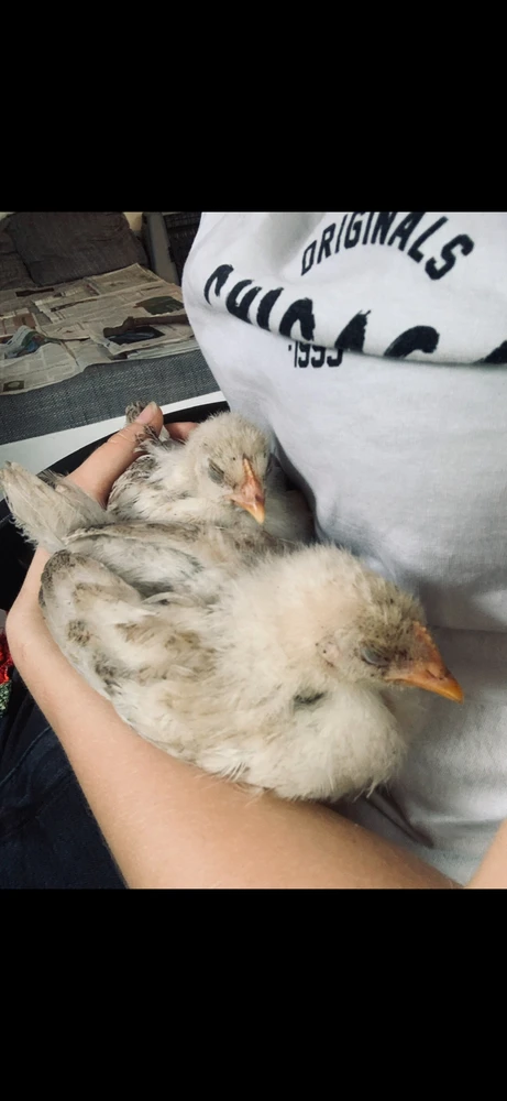 Bild hochgeladen von Angi