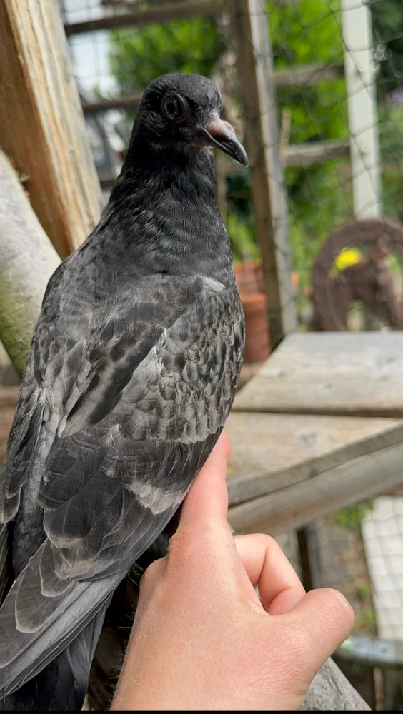 Bild hochgeladen von Angi