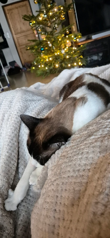 Bild hochgeladen von đŸđđđ