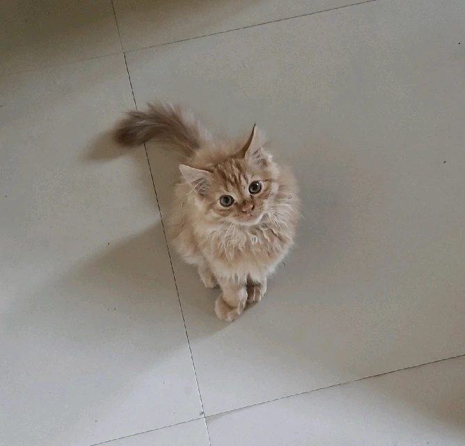 GIF diunggah dening Nikhil