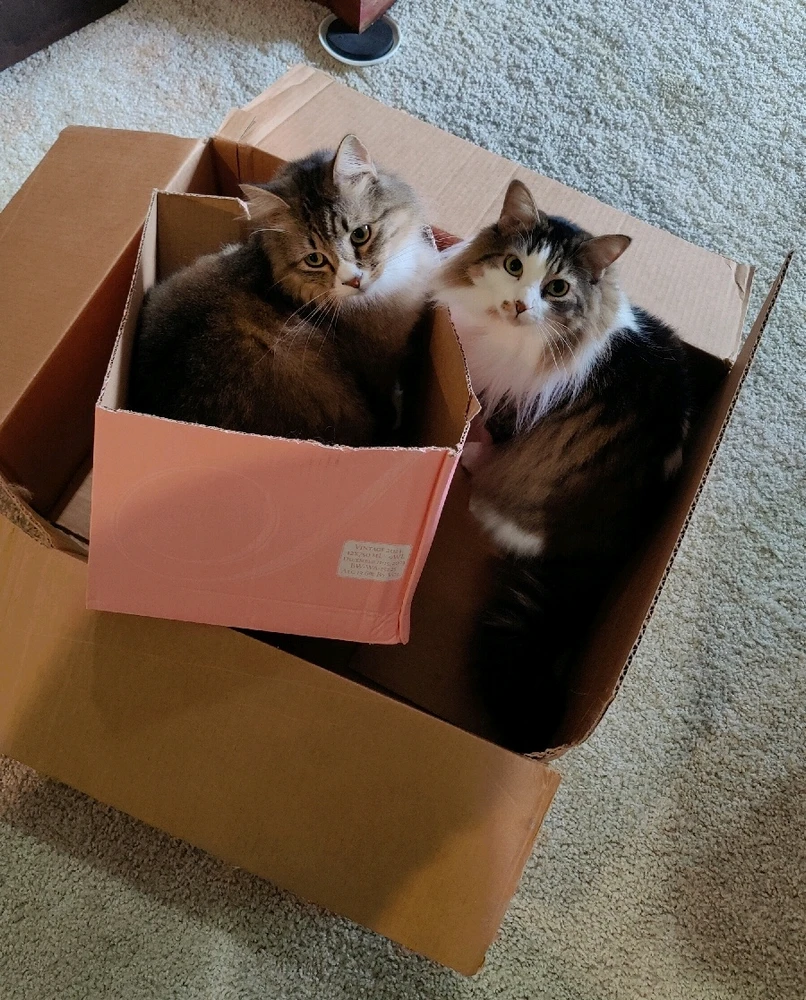Double cat double box