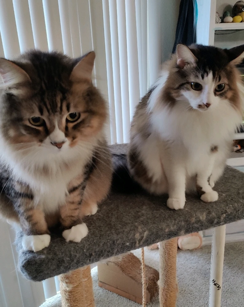 Sprout (left), Sprig (right)