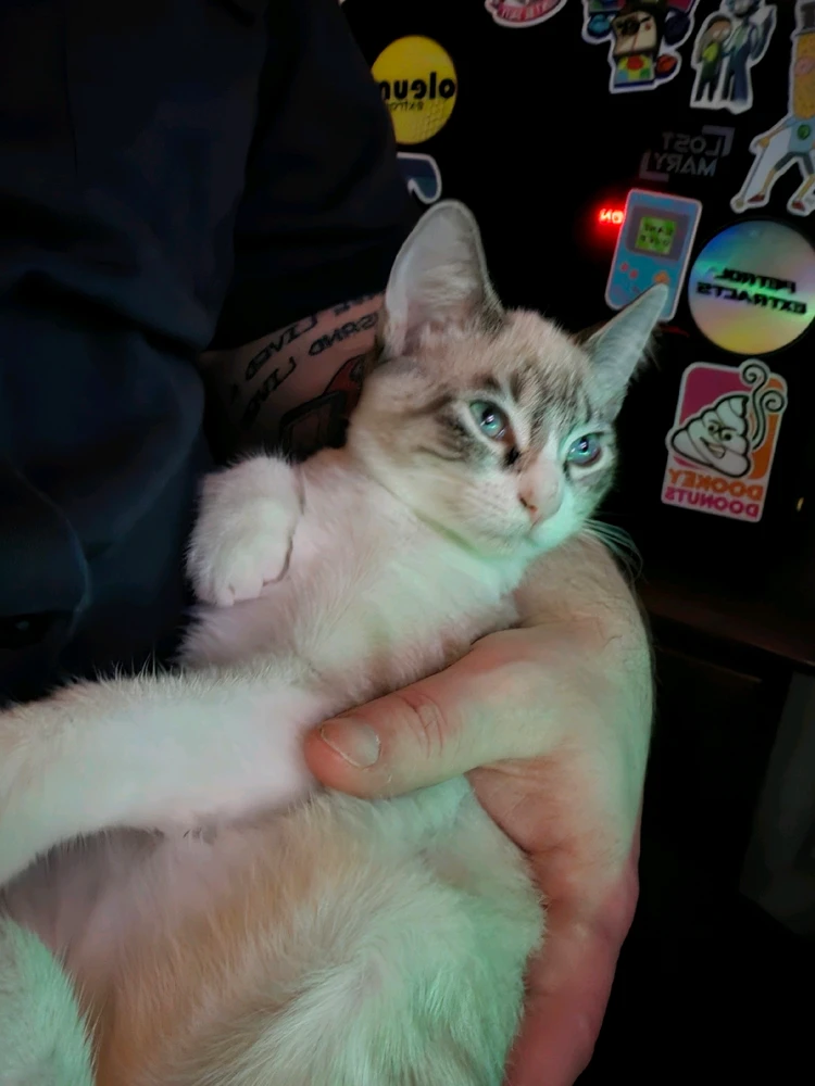 Gambar diunggah dening Chazz