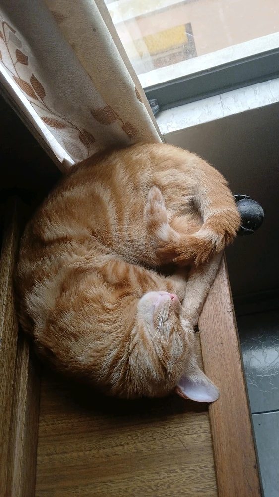 Imagen subida por ltzoff