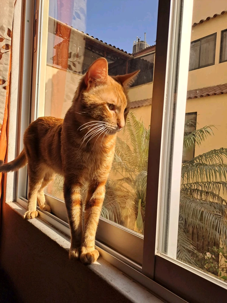 Imagen subida por ltzoff