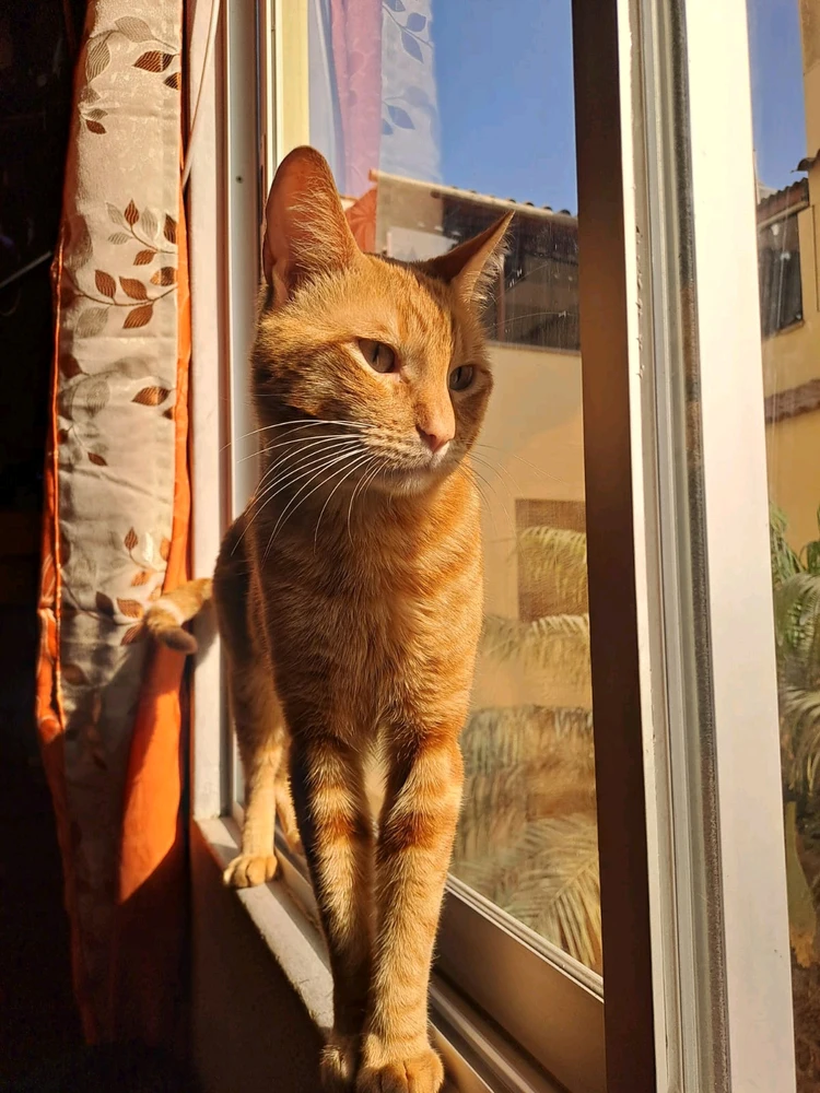 Imagen subida por ltzoff