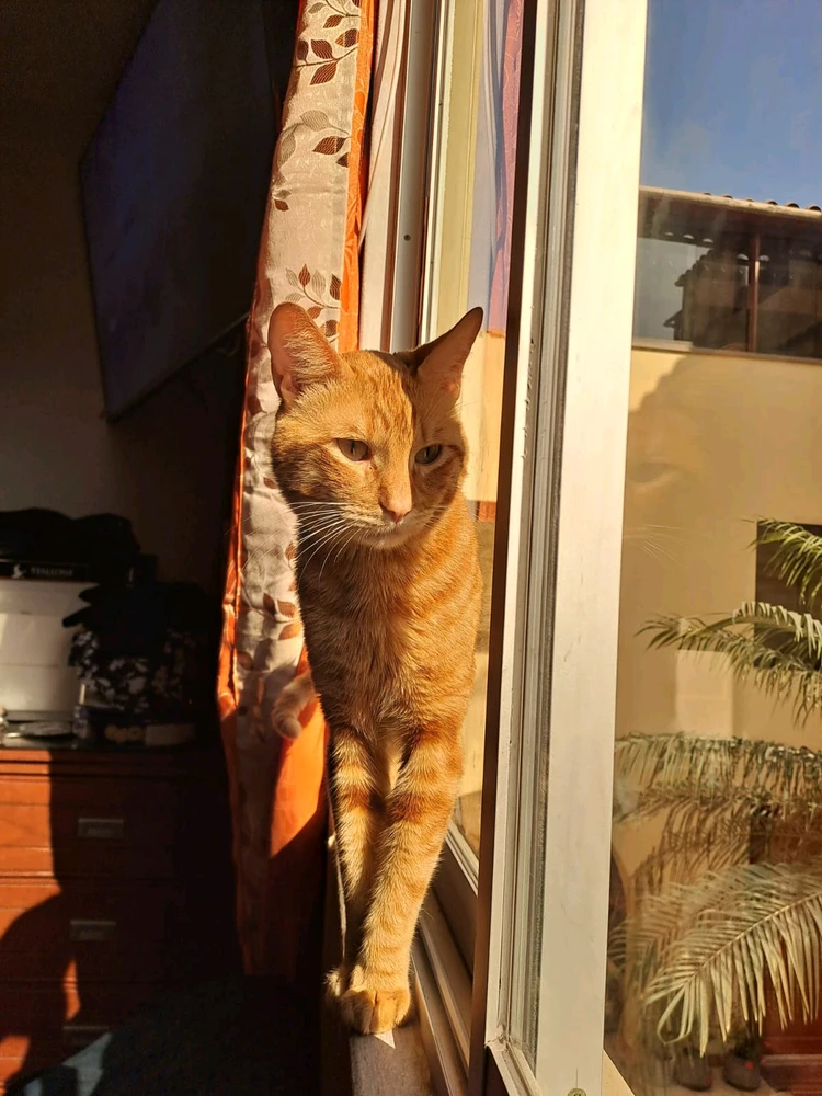 Imagen subida por ltzoff