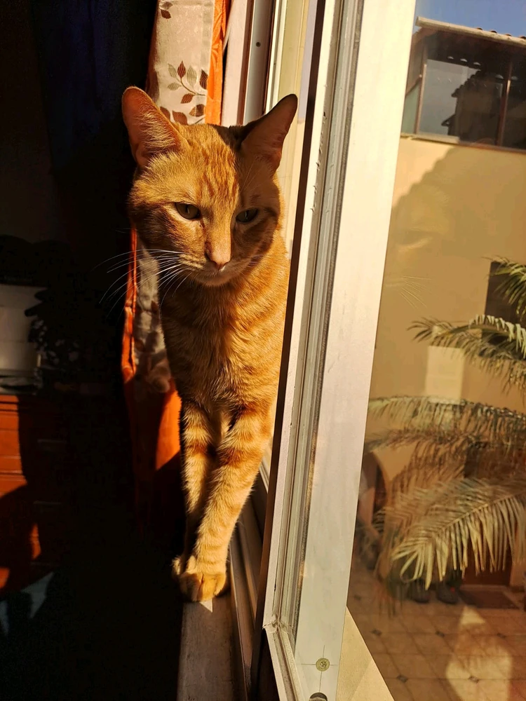 Imagen subida por ltzoff