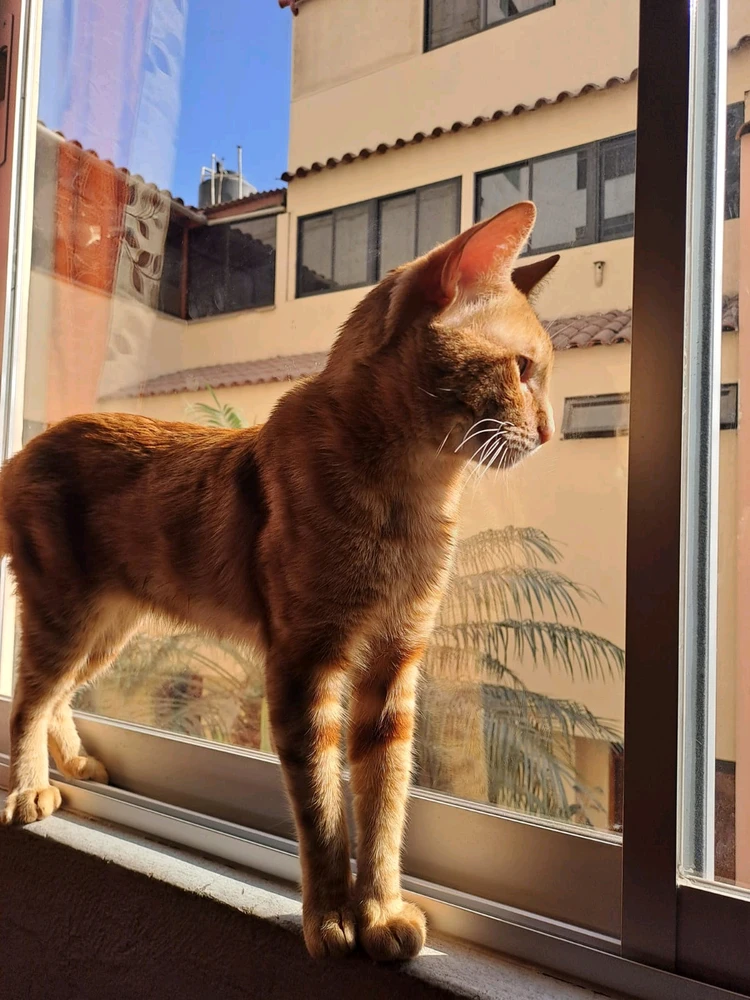 Imagen subida por ltzoff