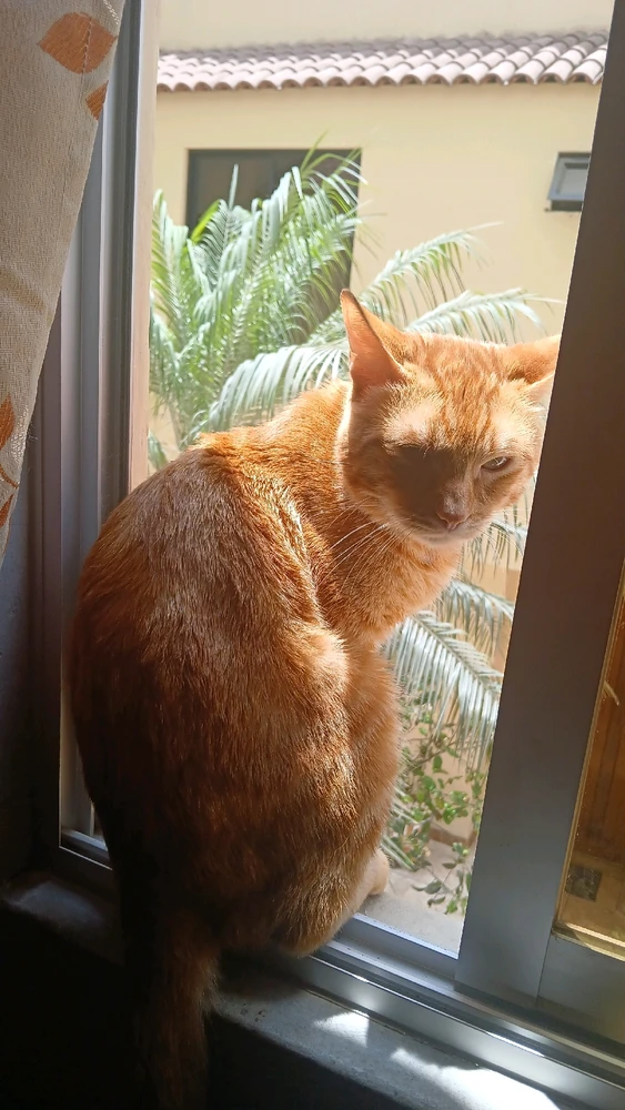 Imagen subida por ltzoff