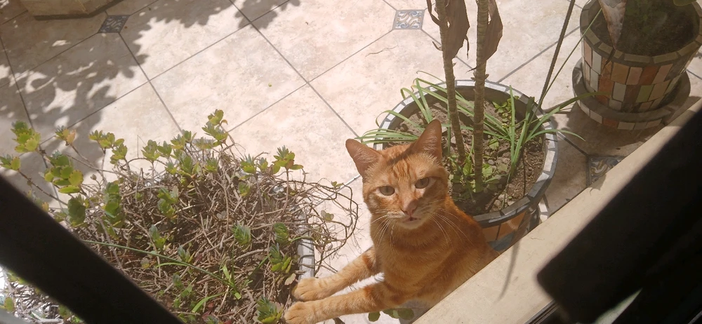 Imagen subida por ltzoff