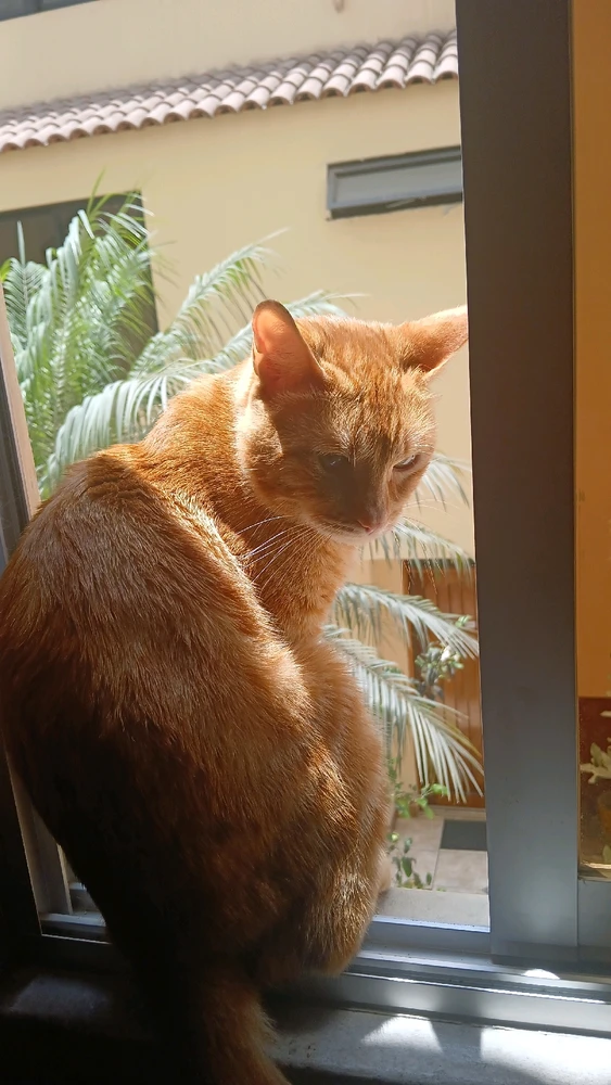 Imagen subida por ltzoff