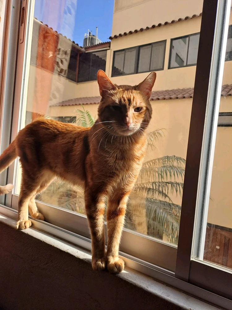 Imagen subida por ltzoff