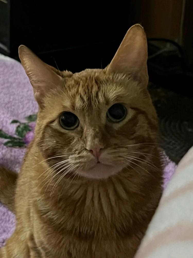 Imagen subida por ltzoff