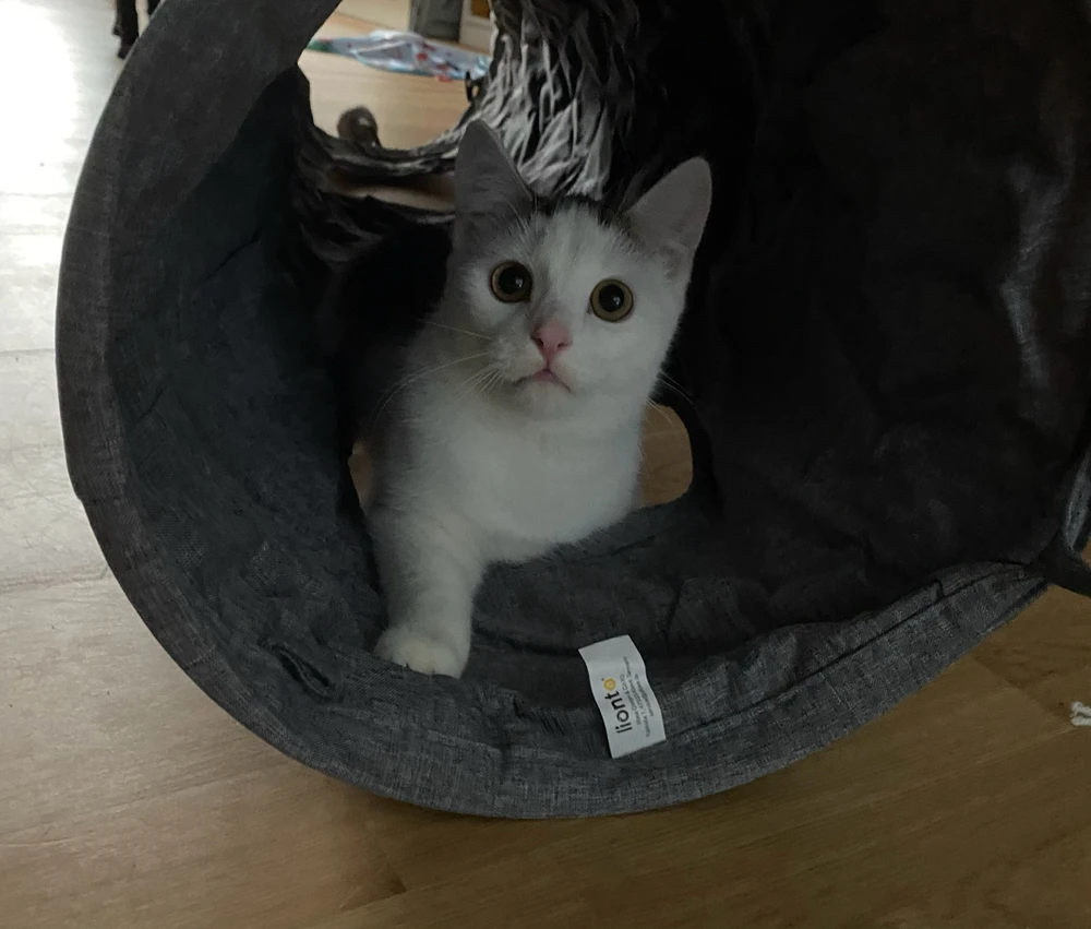 Gambar diunggah dening Alex