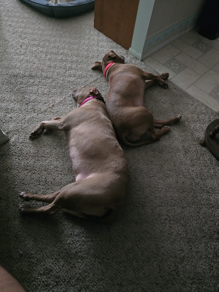 GIF uploaded by StinkyCheese