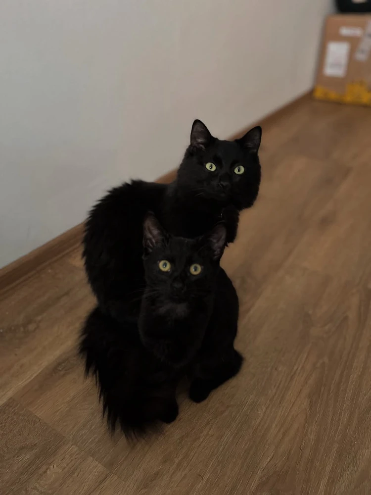 GIF diunggah dening Sebastian