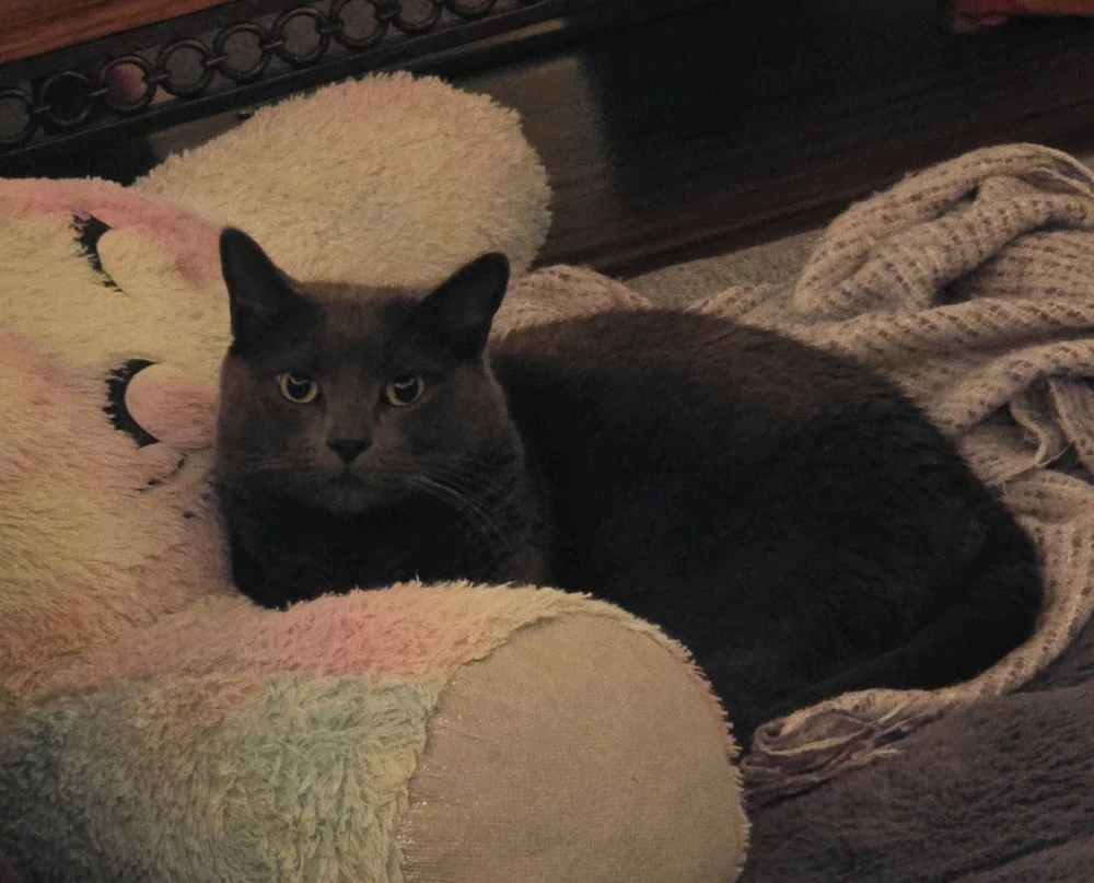 GIF diunggah dening Nao