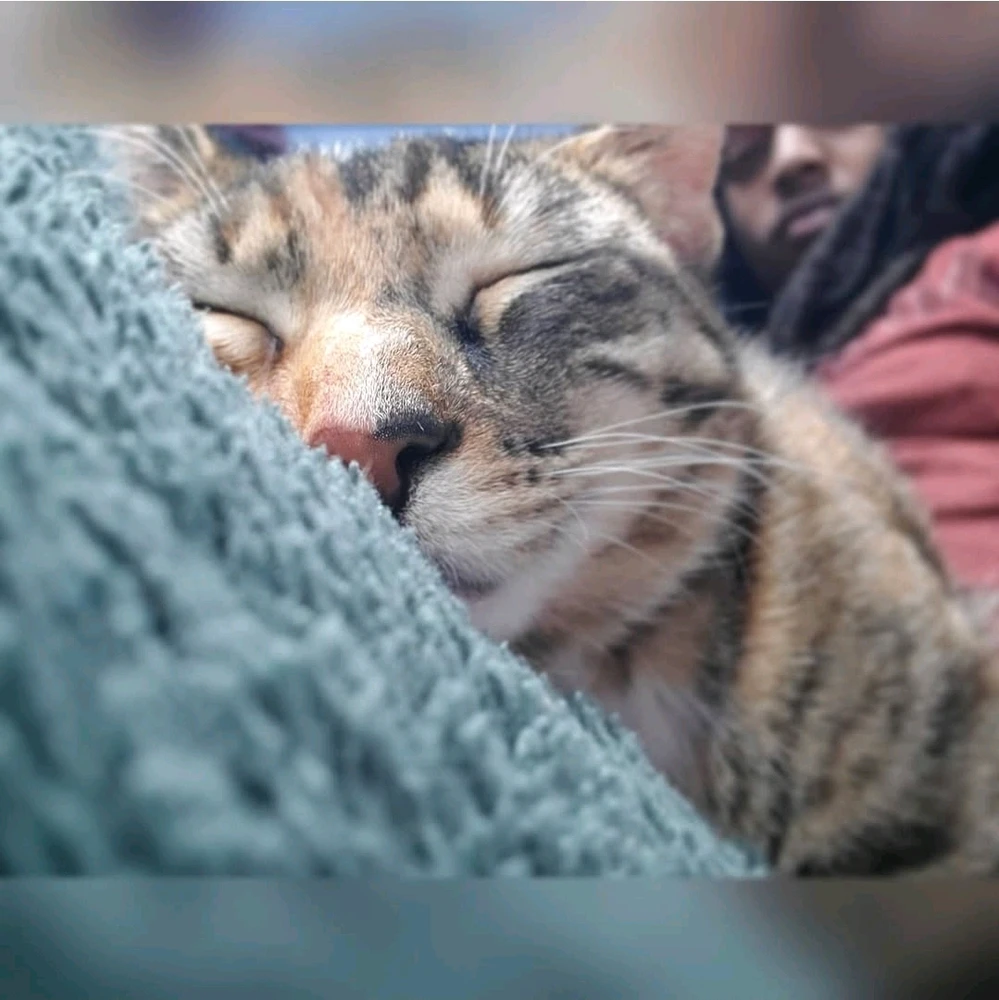 GIF diunggah dening Tarik