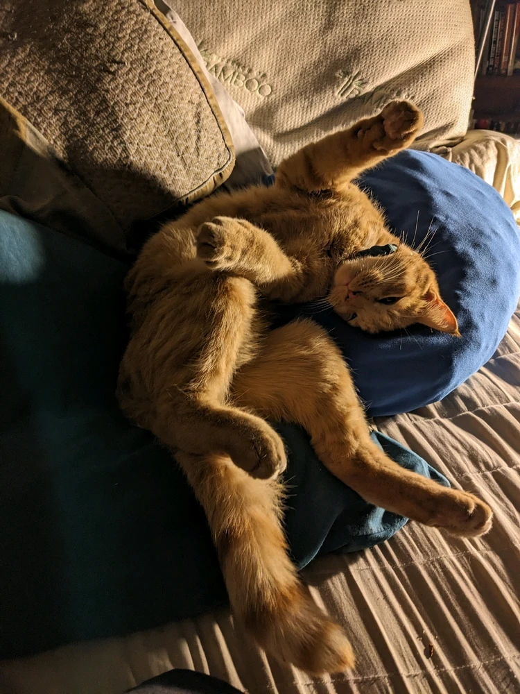 GIF uploaded by Bradley