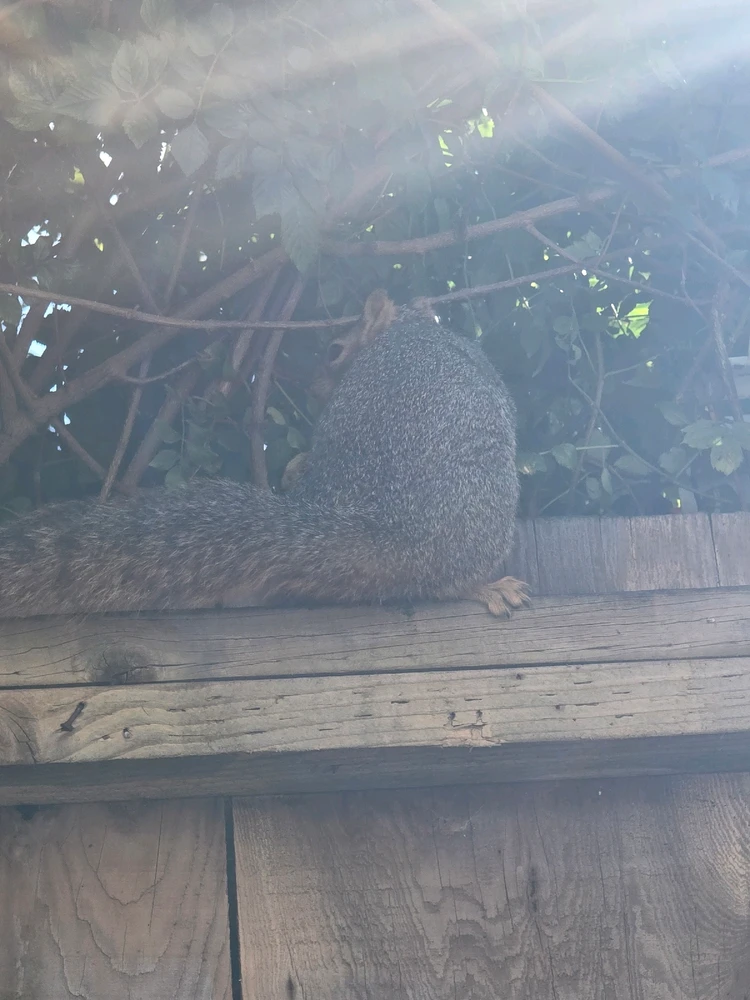 Image uploaded by William