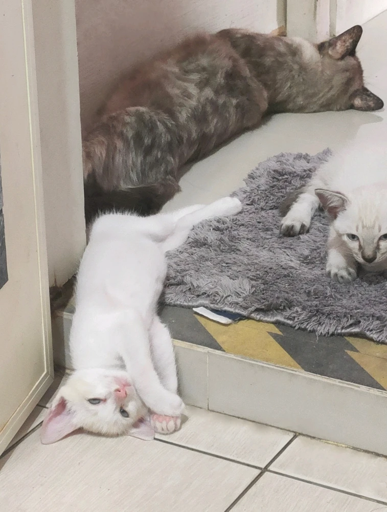 GIF uploaded by Jellyfish