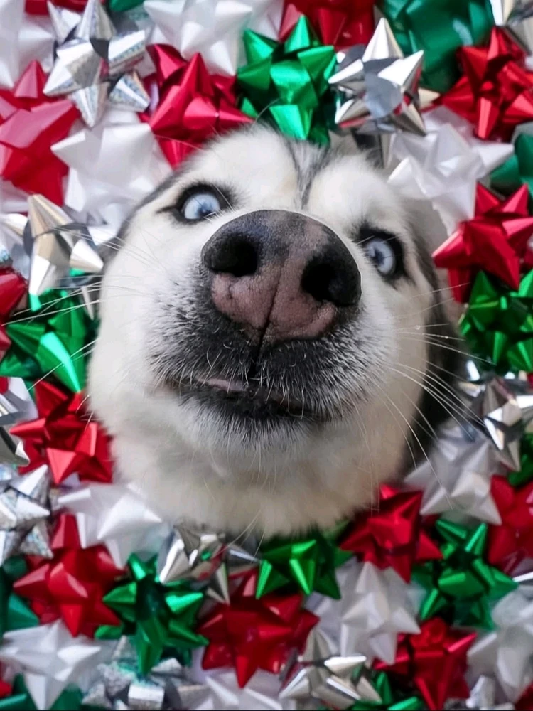 GIF uploaded by 🔆🥨🔅Koffy🔅🌰🔆