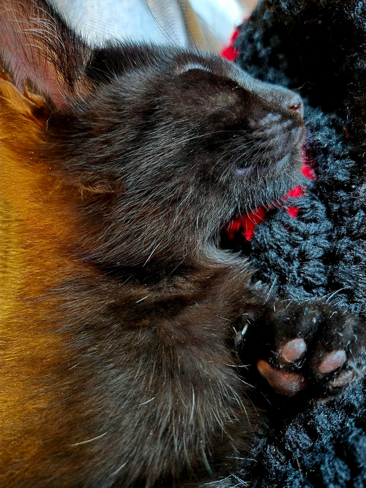 GIF uploaded by Alexis