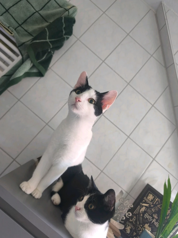 GIF hochgeladen von Stefan