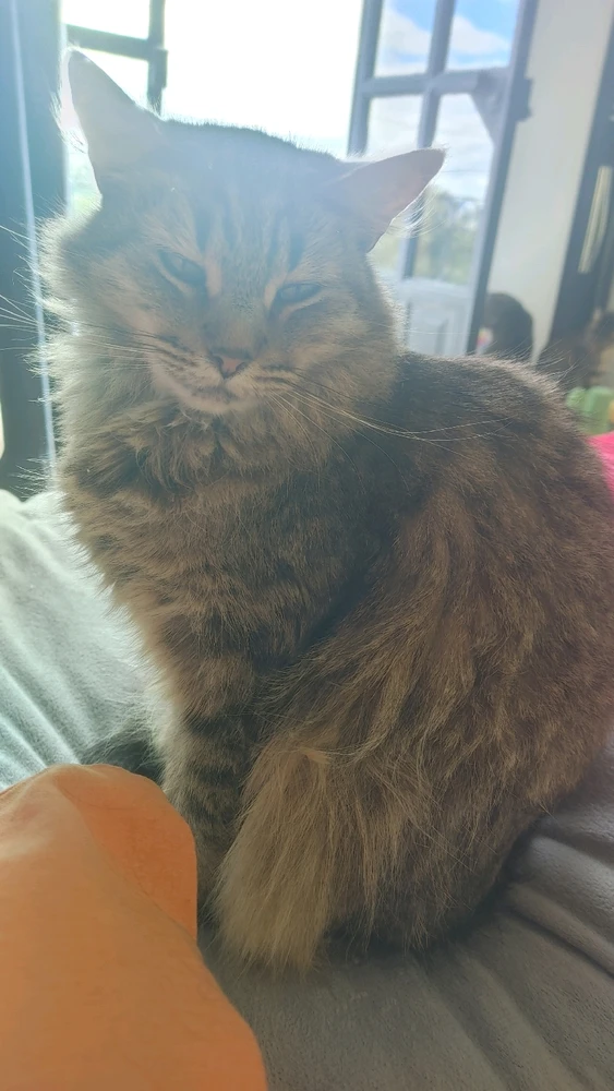 Image uploaded by ❤ Sophia aka Mango Mami ❤️