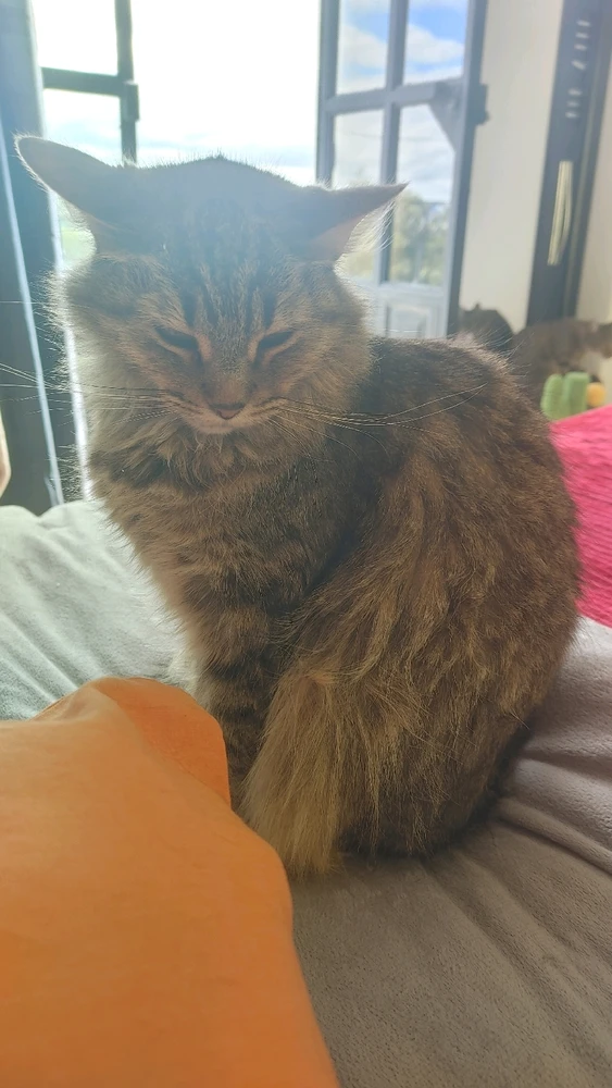 Image uploaded by ❤ Sophia aka Mango Mami ❤️