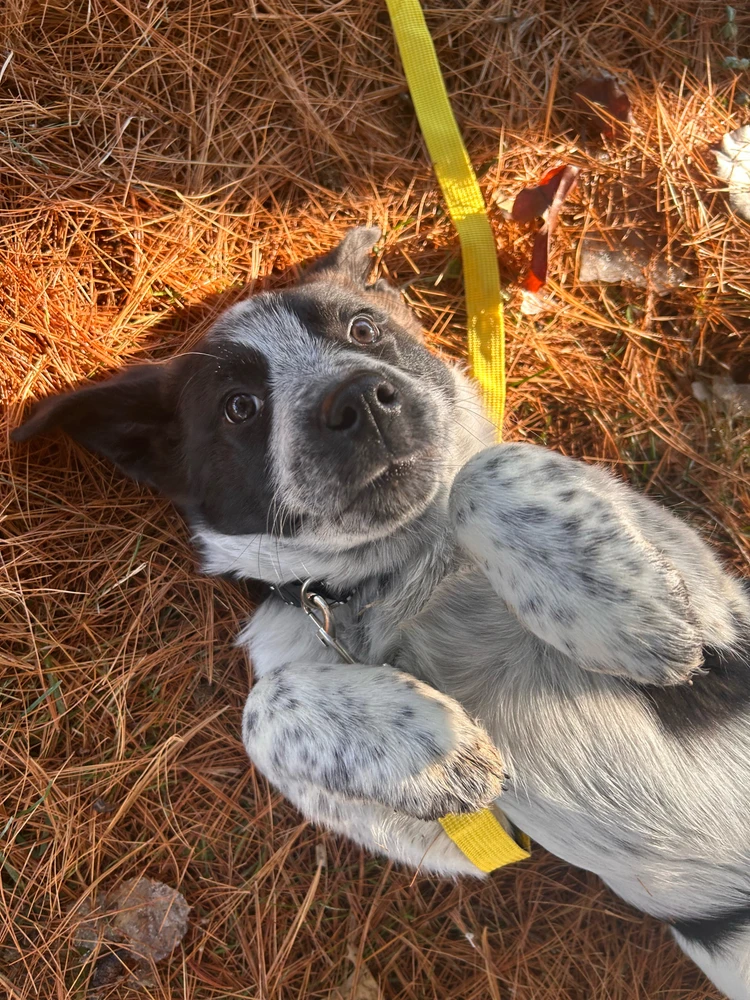 GIF uploaded by Anai-yah