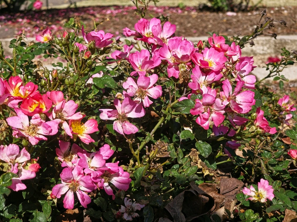 Image uploaded by Charles Day