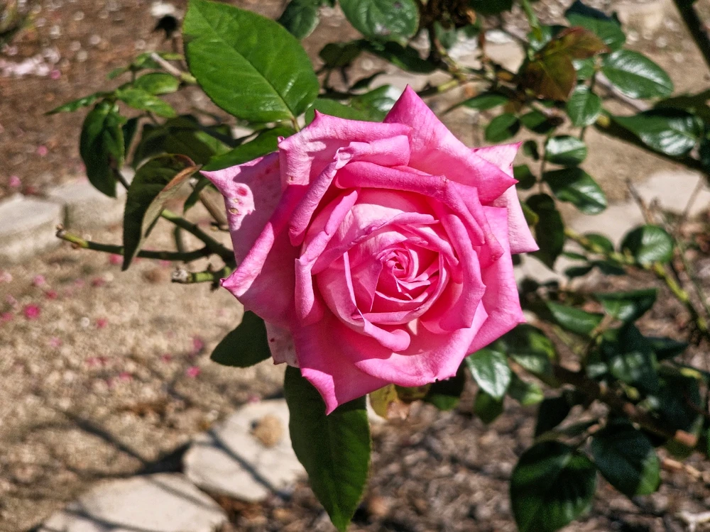 Image uploaded by Charles Day