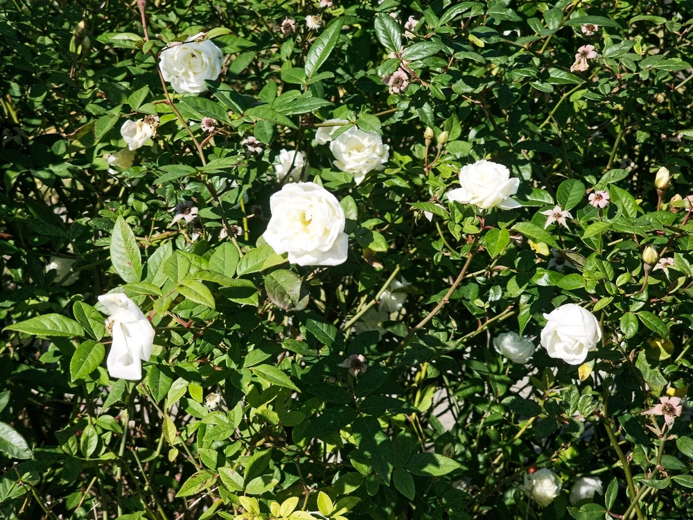 Image uploaded by Charles Day