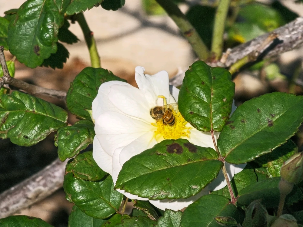 Image uploaded by Charles Day